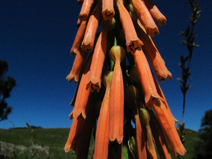 Kniphofia laxiflora